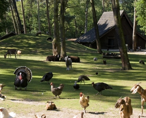 kinderboerderij de ijzeren Man