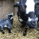 kinderboerderij De IJzeren Man Weert