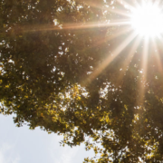 Voorkomen van een natuurbrand