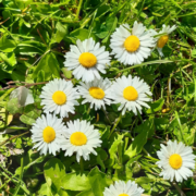 er mag weer een beetje meer Natuur en recreatiegebied de ijzeren Man